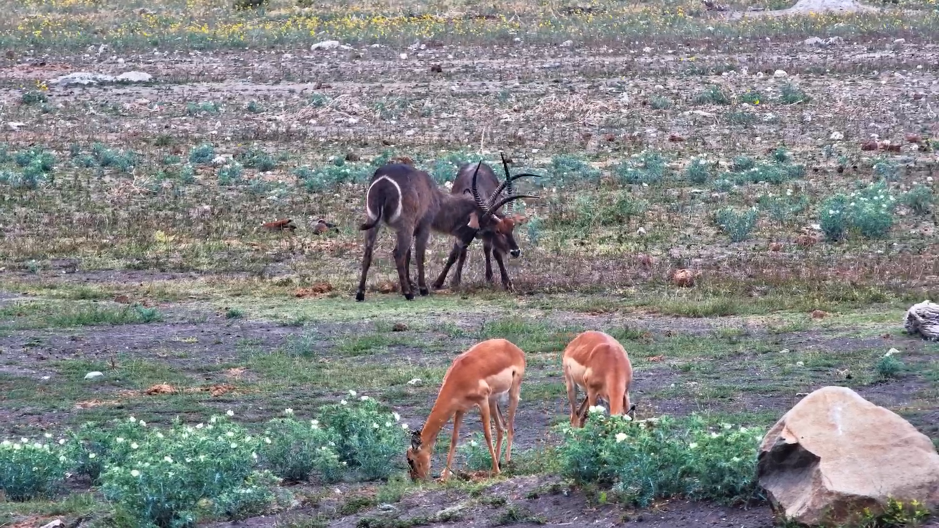 Waterbuck Bulls Spar at the Waterhole