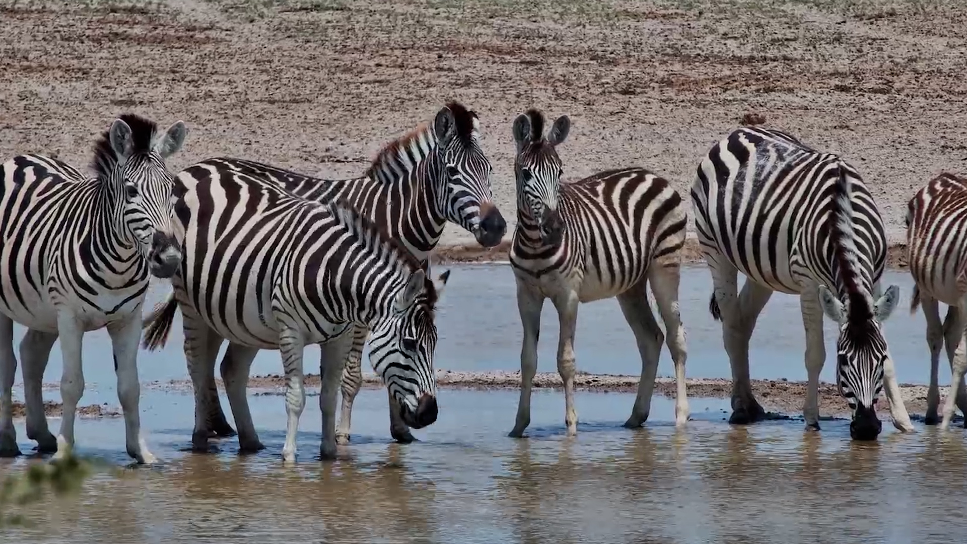 Zebra Moments at Jack’s Camp