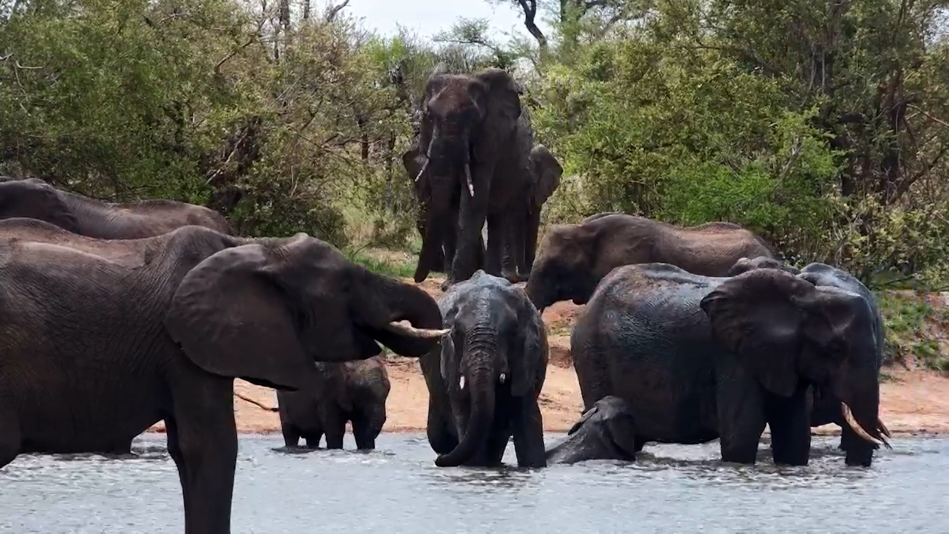 Elephants Arrive at Simbavati Waterside