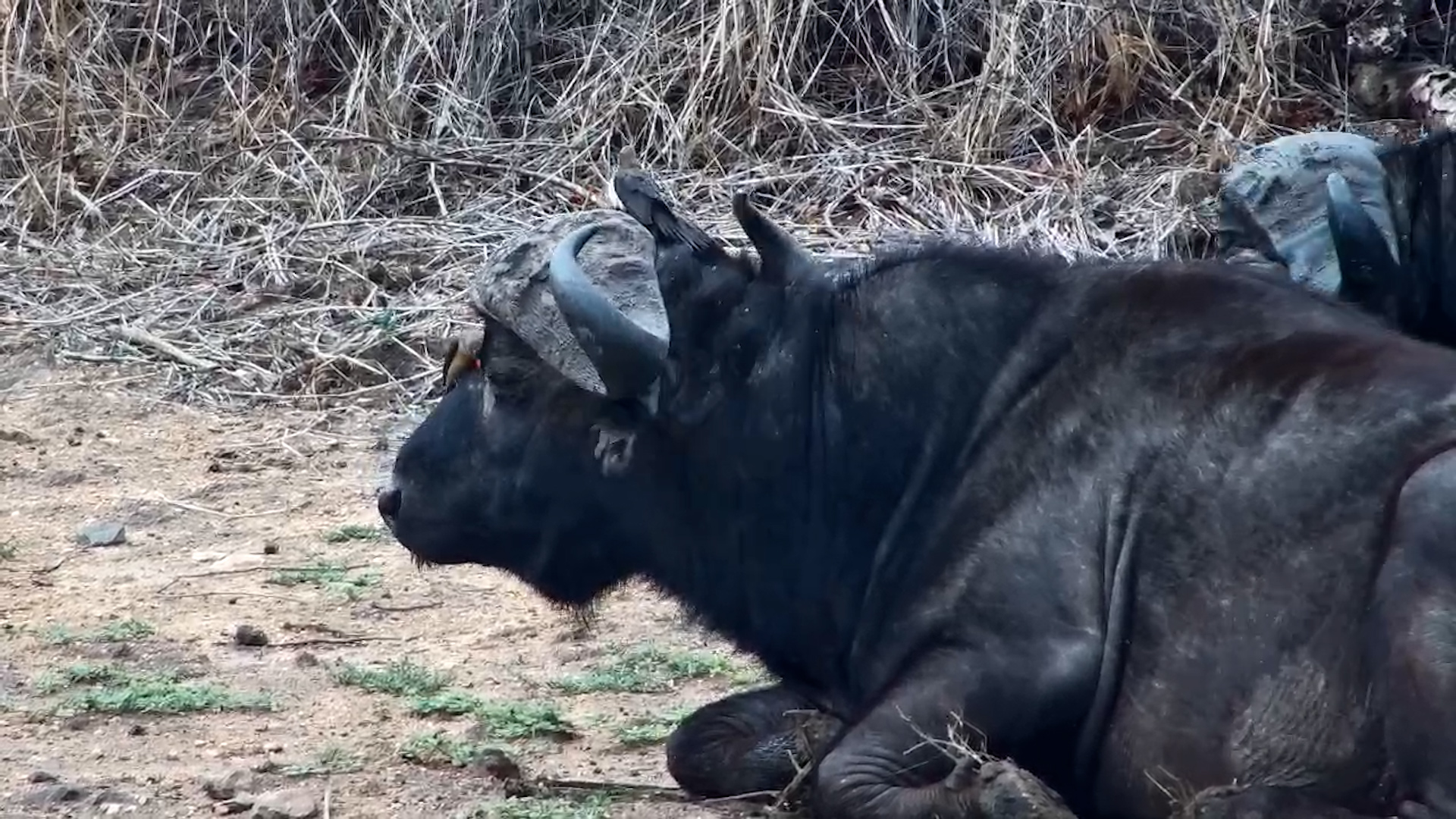 Big Buffalo Bulls at Jabulani