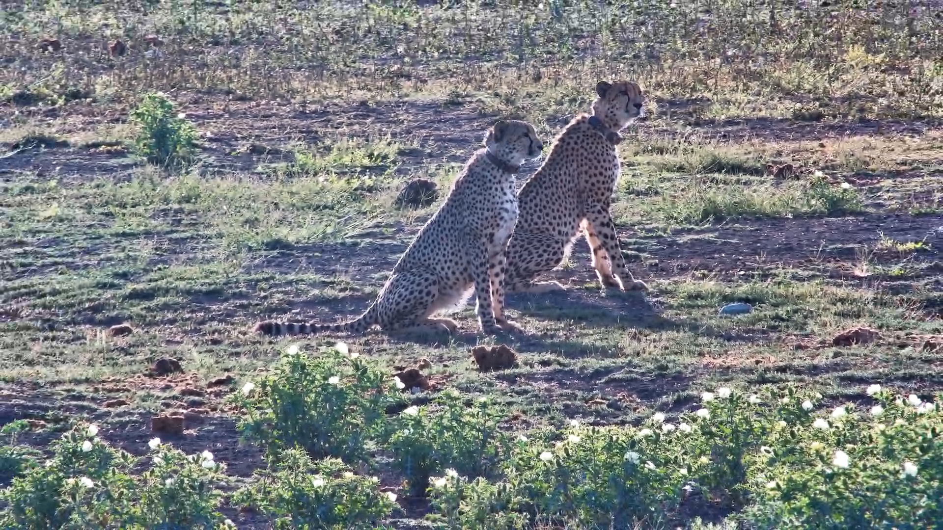 Double Trouble | A Pair of Cheetahs Visit Tau Waterhole