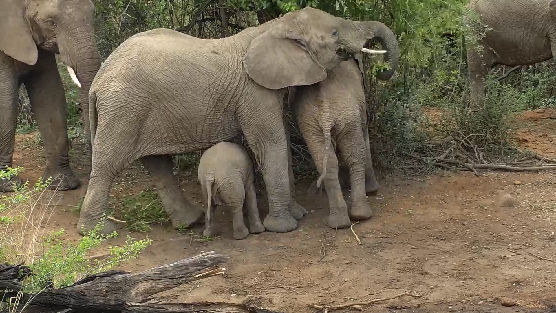 Elephants Snack by the Waterhole