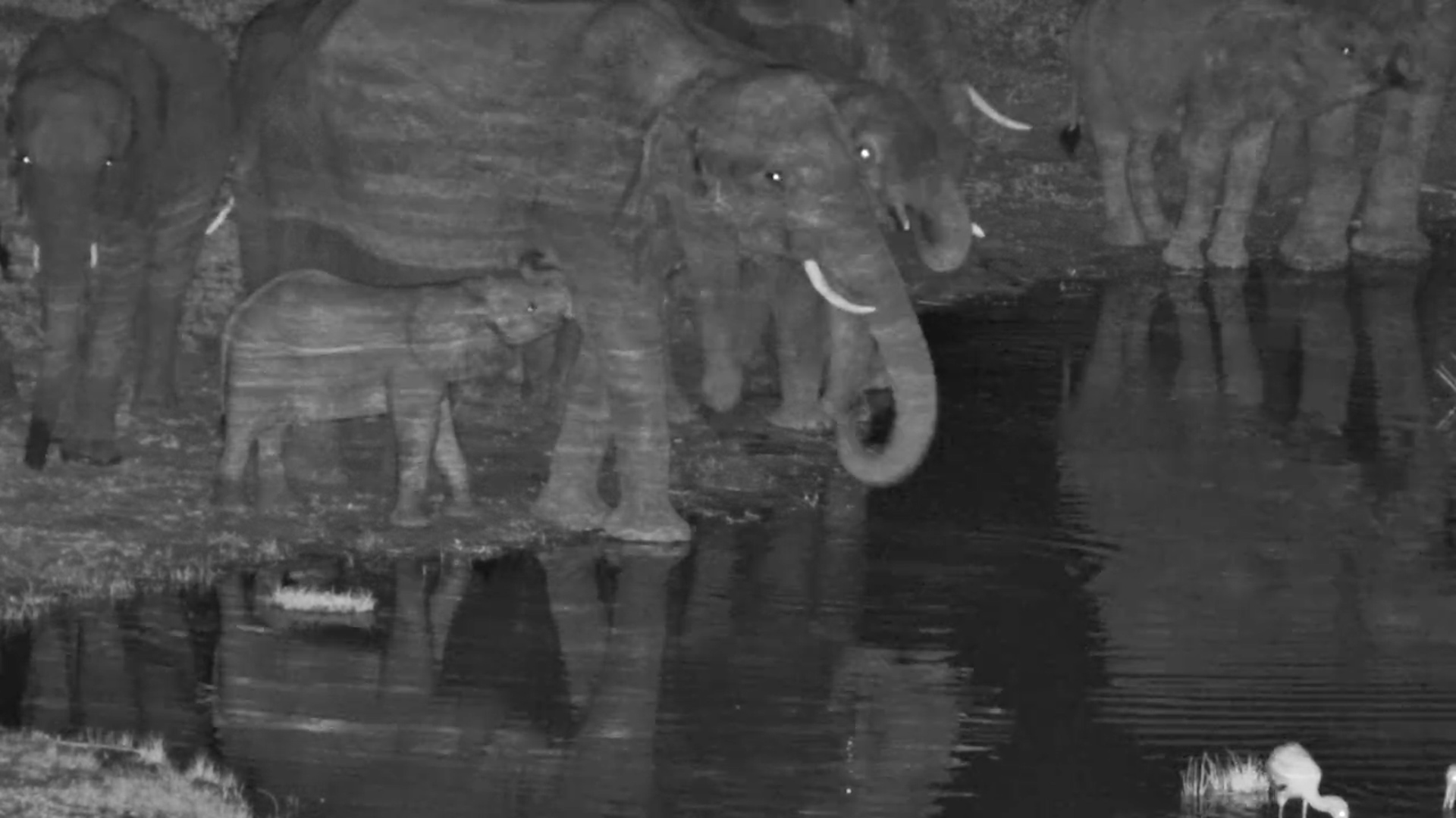 Giants in the Dark | Elephant Herd at the Waterhole