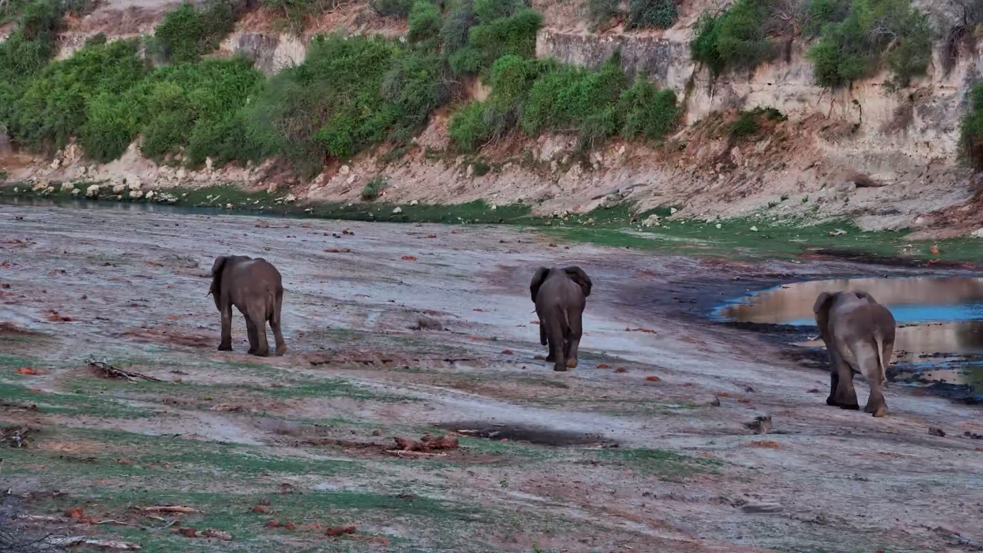 Elephants Gather at Camelthorn in Botswana