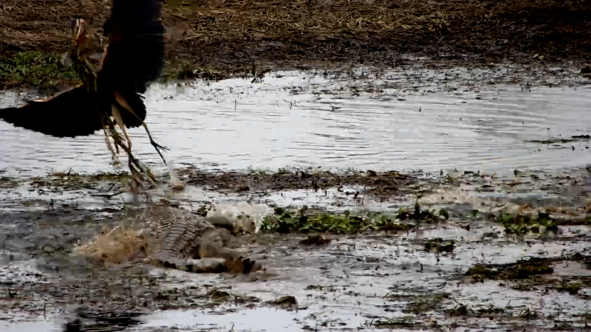 Croc vs Heron | Crocodile Tries to Steal a Fish!
