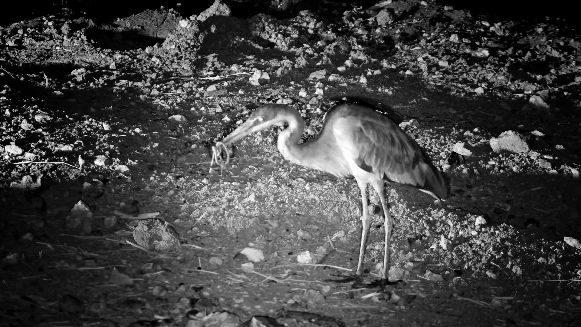 Black-Headed Heron Catches… Snake or Worm?