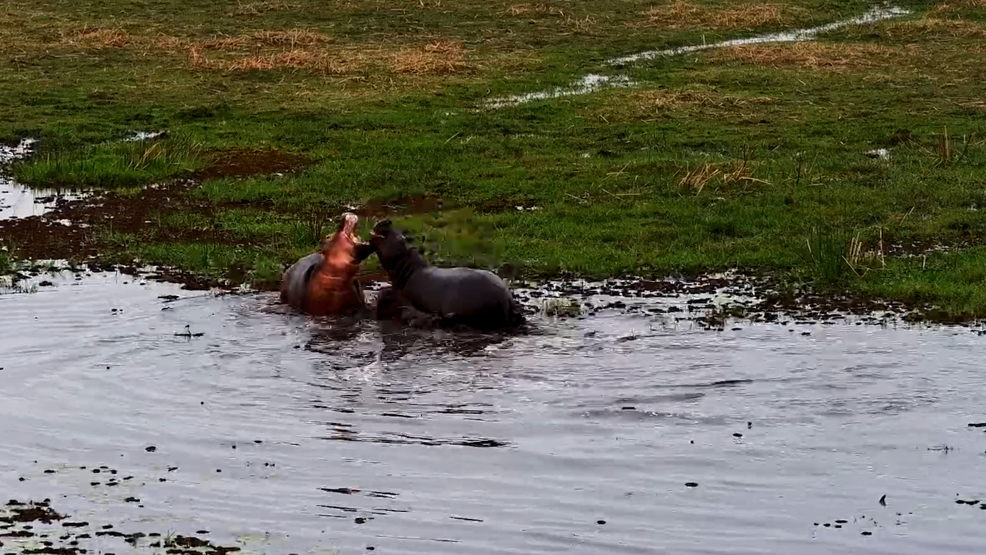 When the Adults Step In | Hippo Play Fight Interrupted