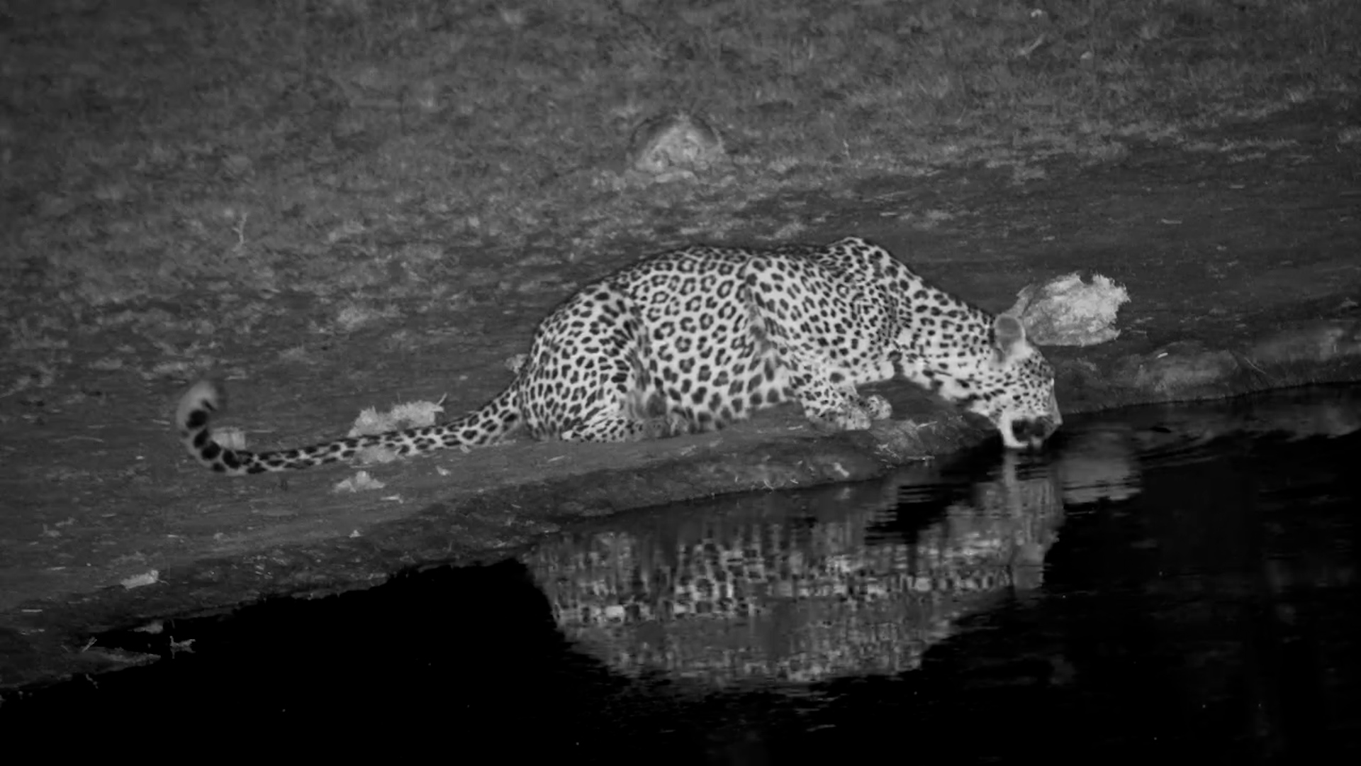Leopard Drinks in the Dark at Nkorho