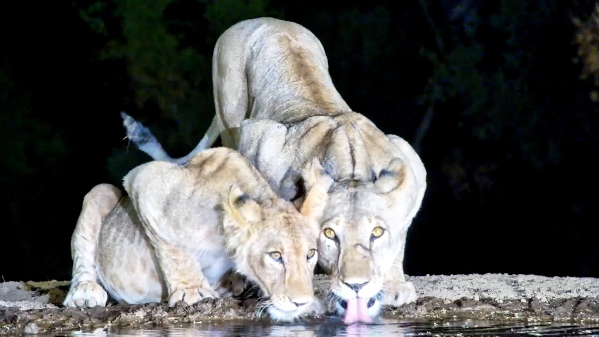 Wild Family Time | Lioness and Cubs at the Waterhole