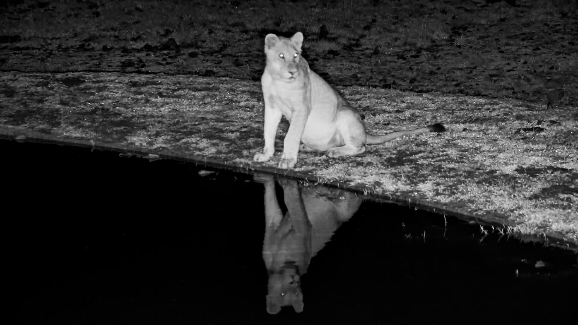 Pride of the Plains | Lion Family at the Waterhole