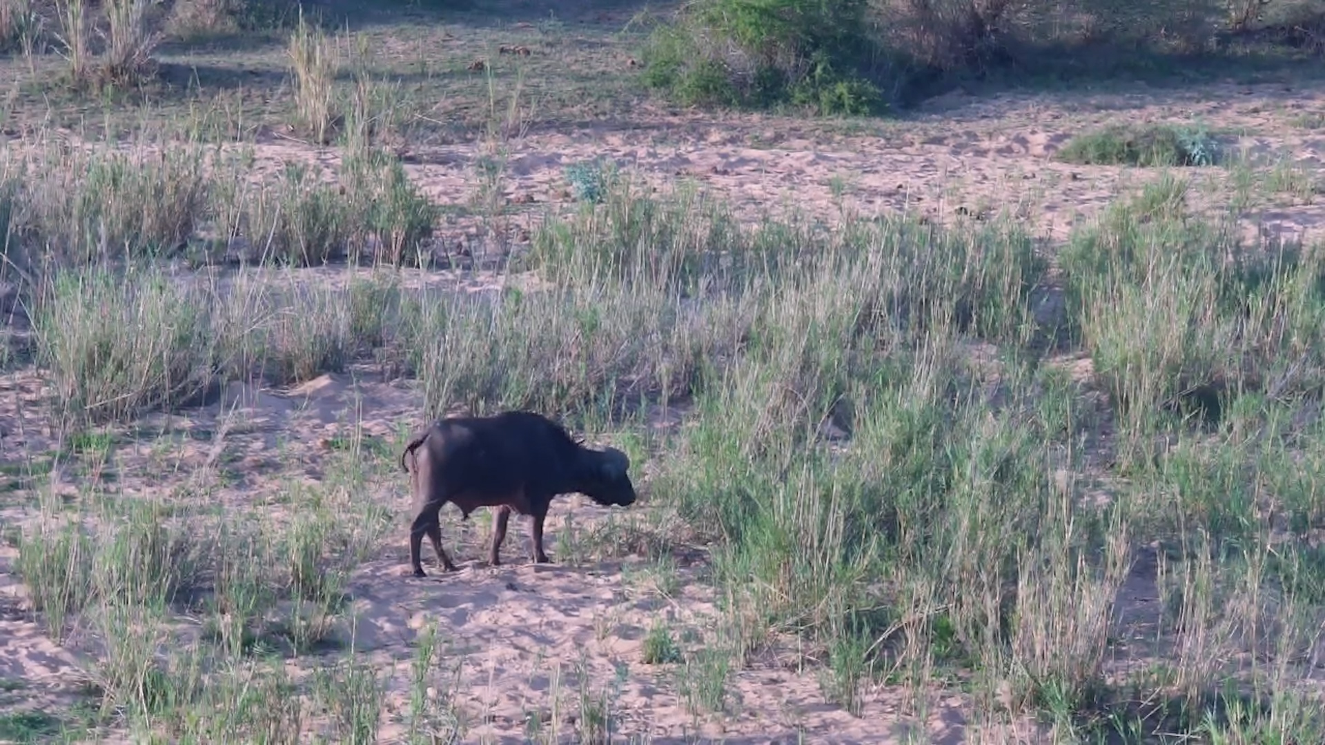 Buffalo Wanders the Riverbed