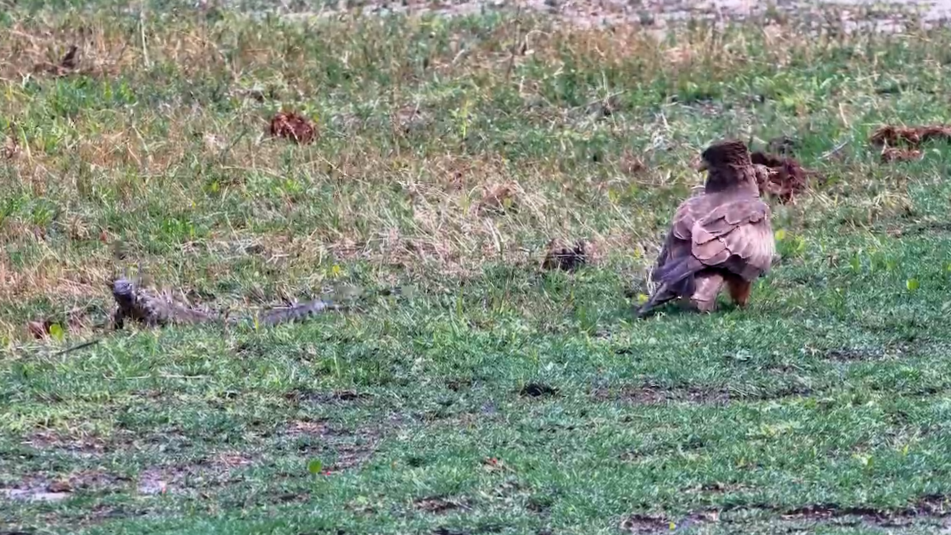 Bold Lizard Holds Its Ground Against a Kite!