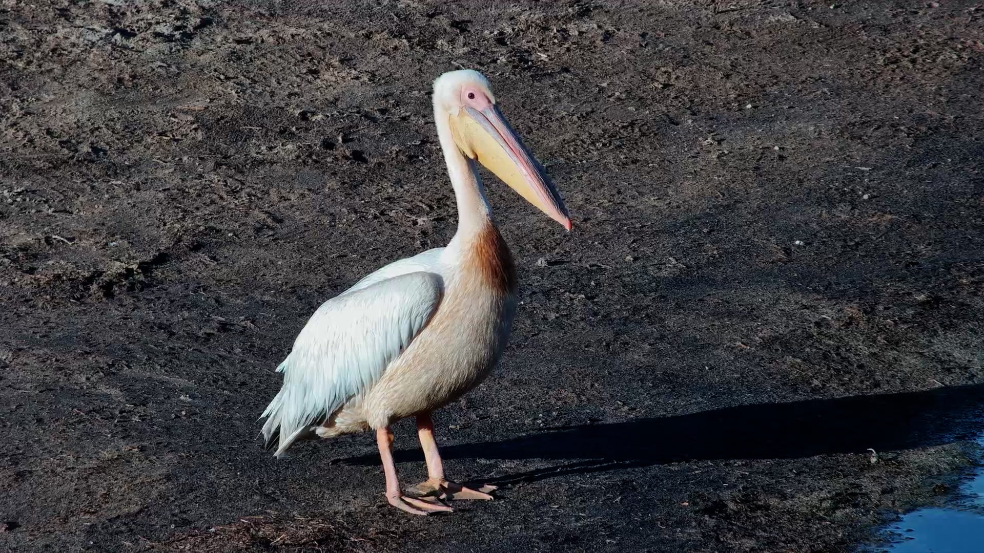 Feathered Explorer | Pelican’s Moela Visit