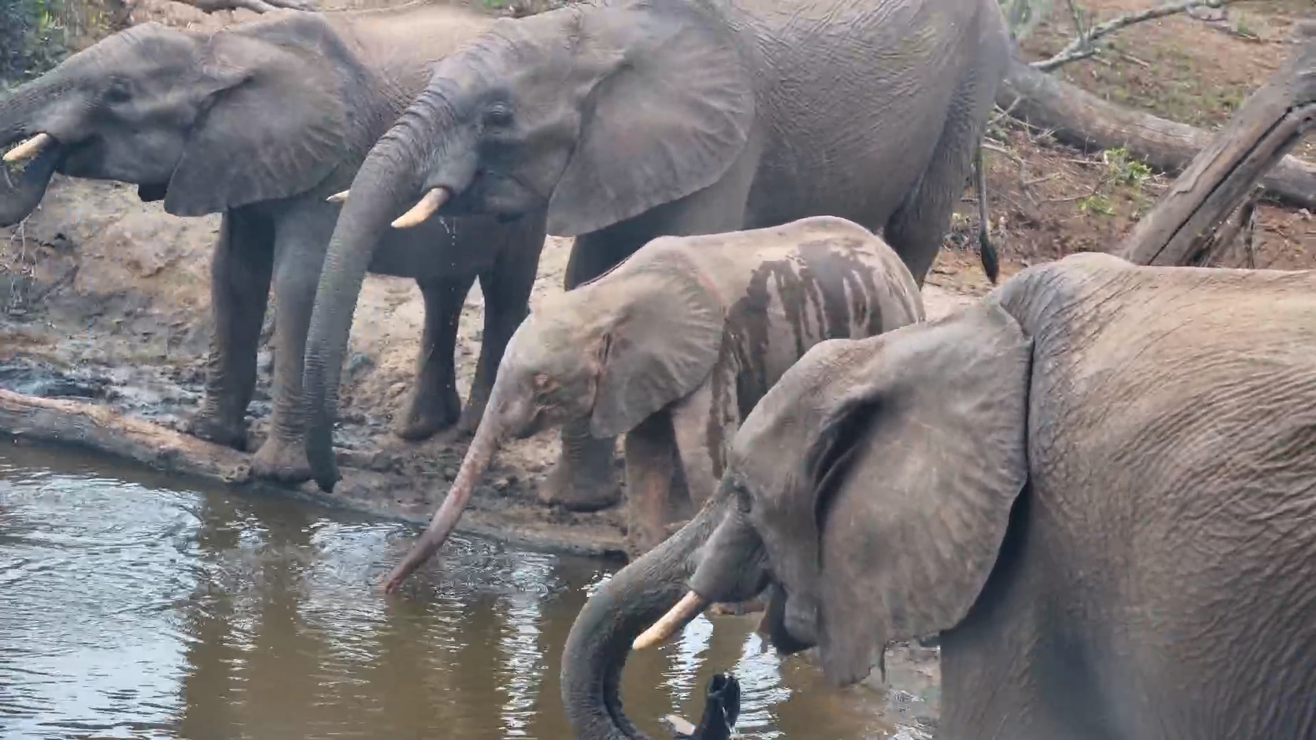 Pink Elephant Calf Enjoys a Drink