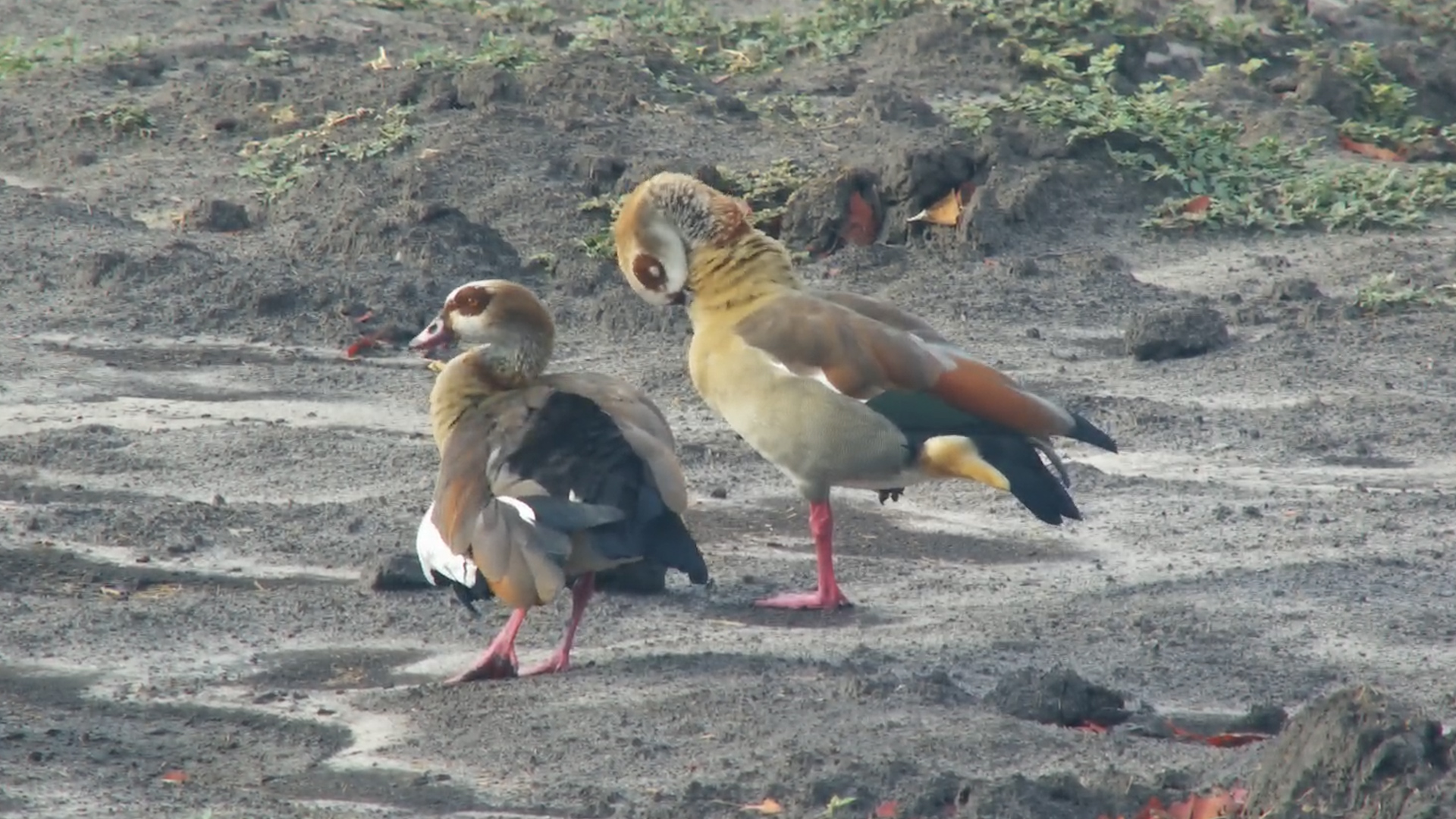 Egyptian Geese Preen at Twin Pan