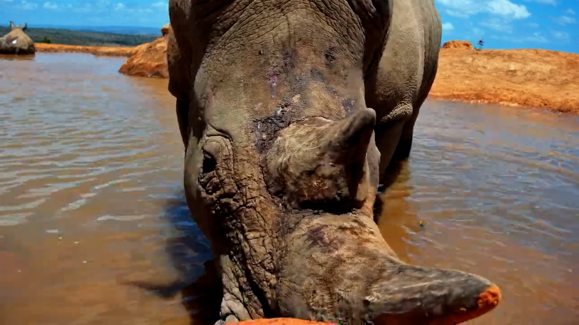 Rhino Chill Time | One Even Checks the Camera!