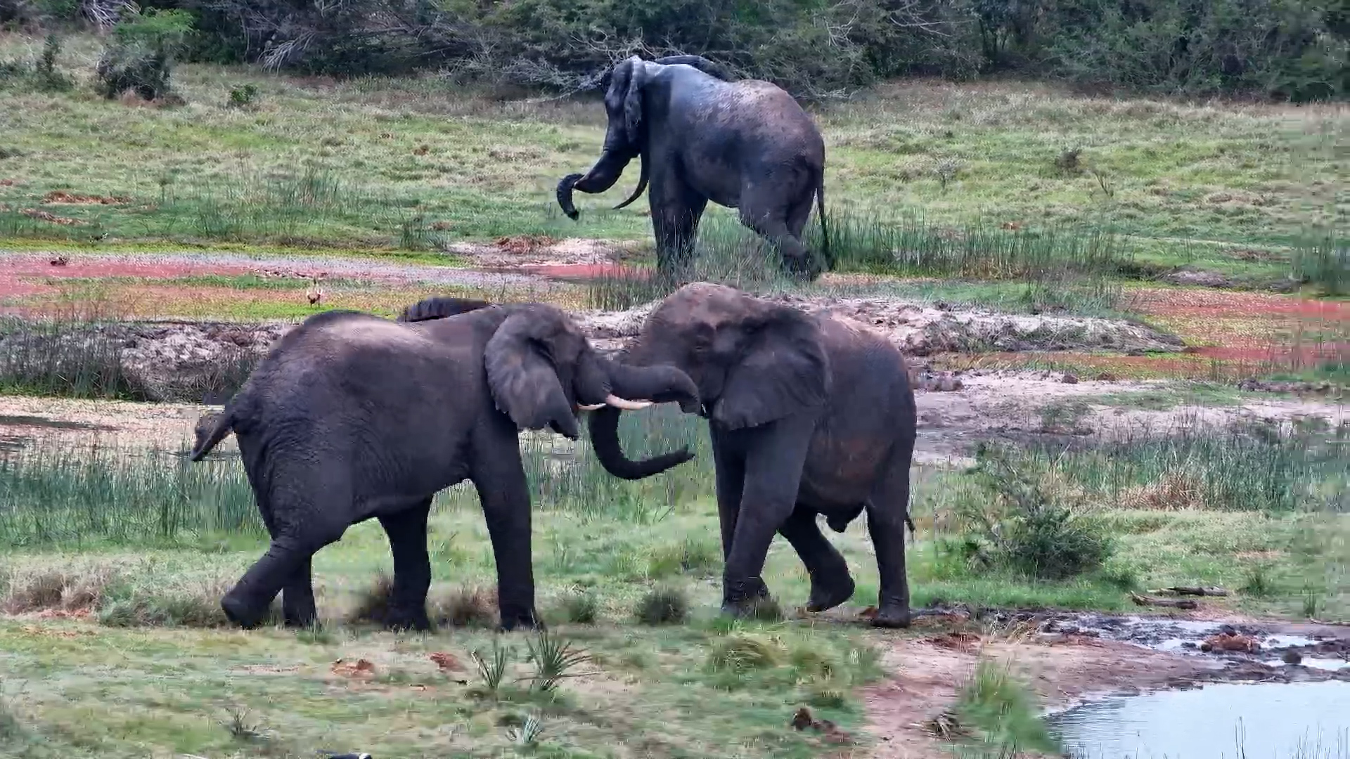 Elephants Having Fun at Tembe Waterhole