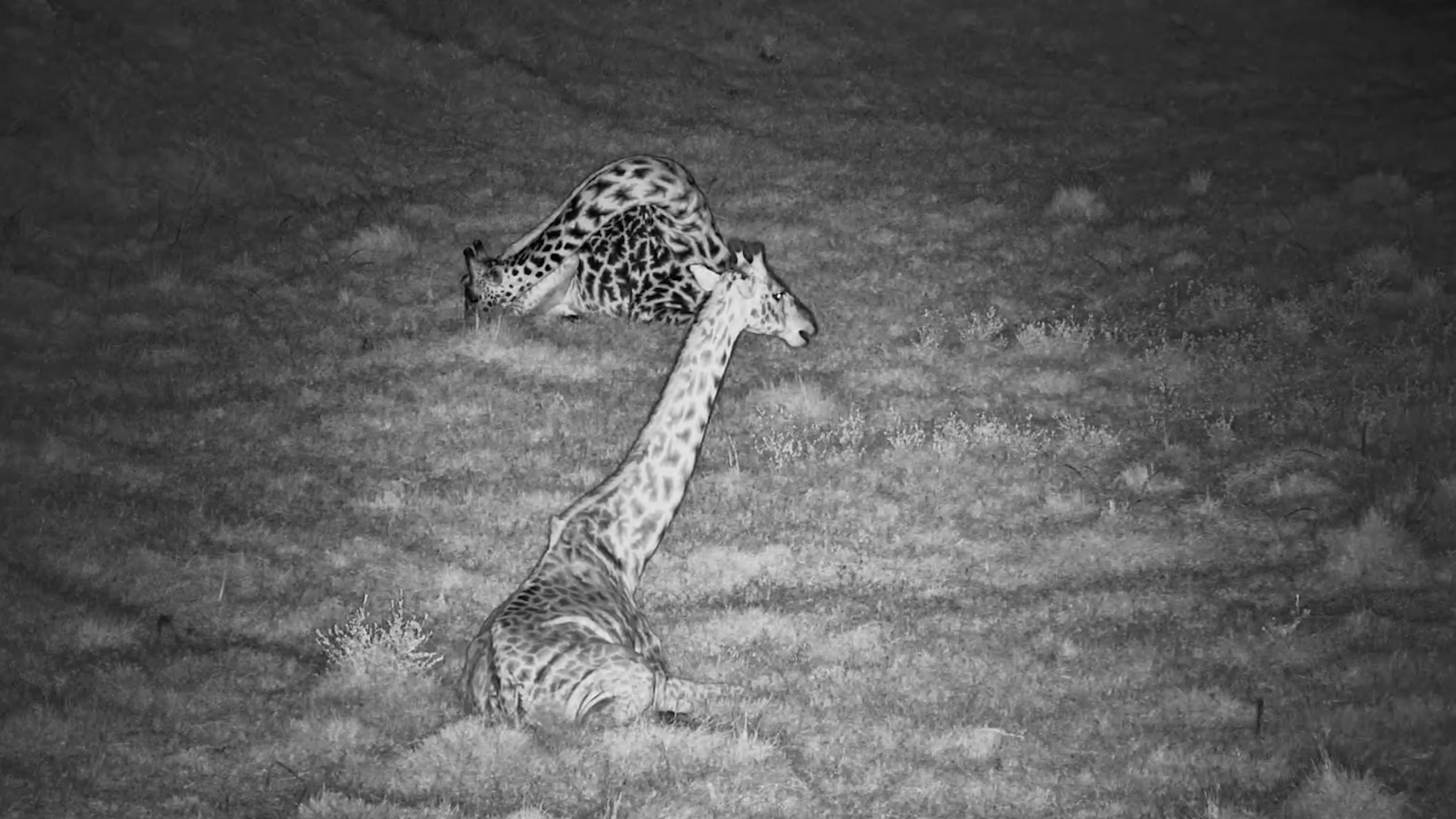 Giraffe Naps Sitting Down in the Maasai Mara