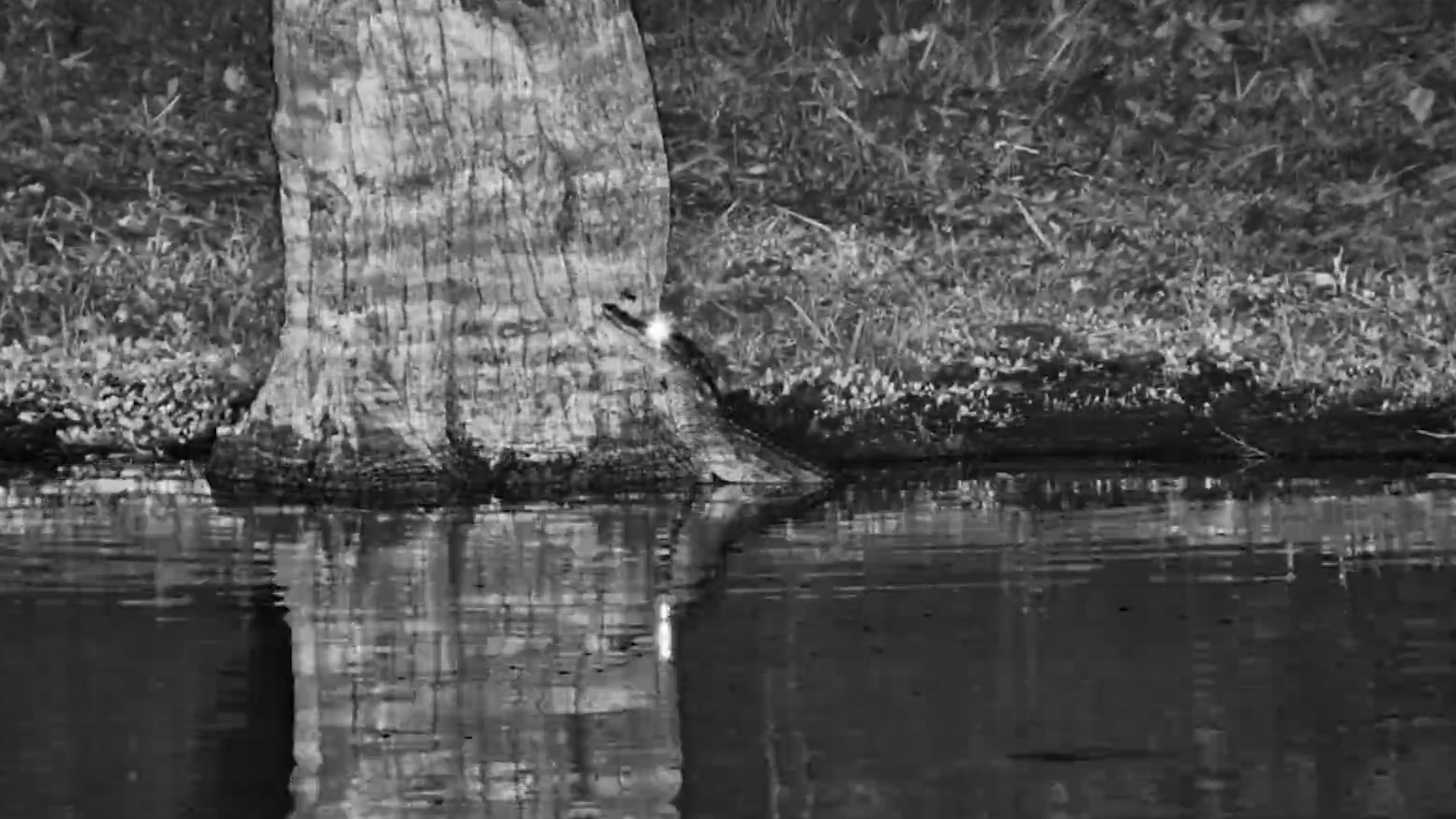 Small Croc Grabs Something Off a Tree