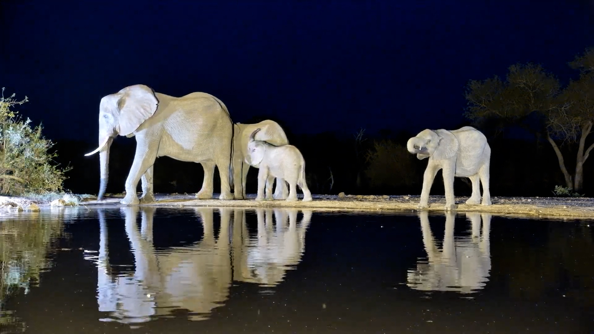 Elephant Uses Trunk to Water the Bush