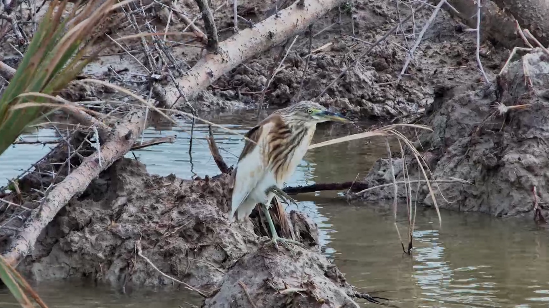 Squacco Heron Hunting at Jack’s Camp