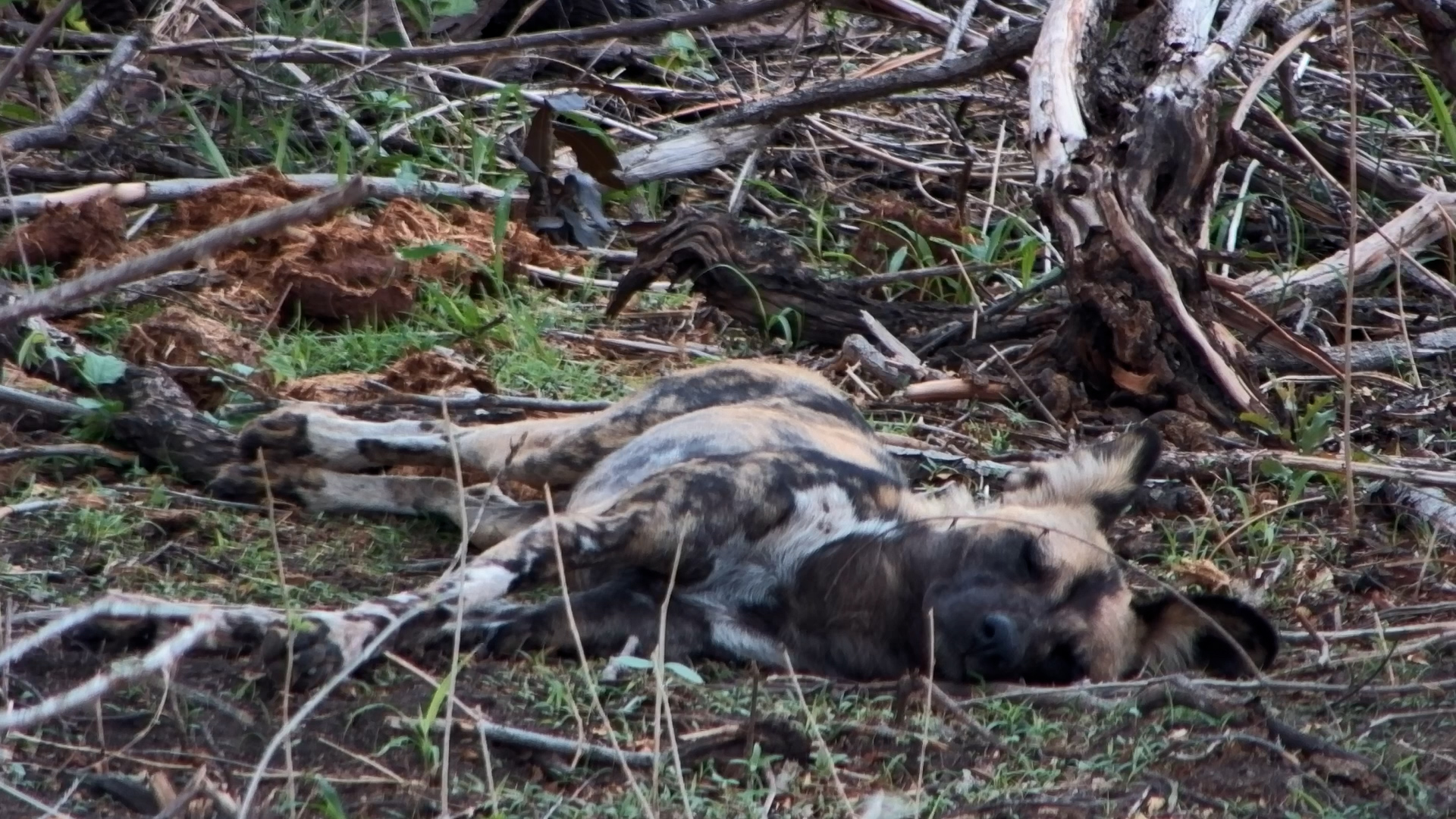 Wild Dogs Relax at Rosie’s Pan