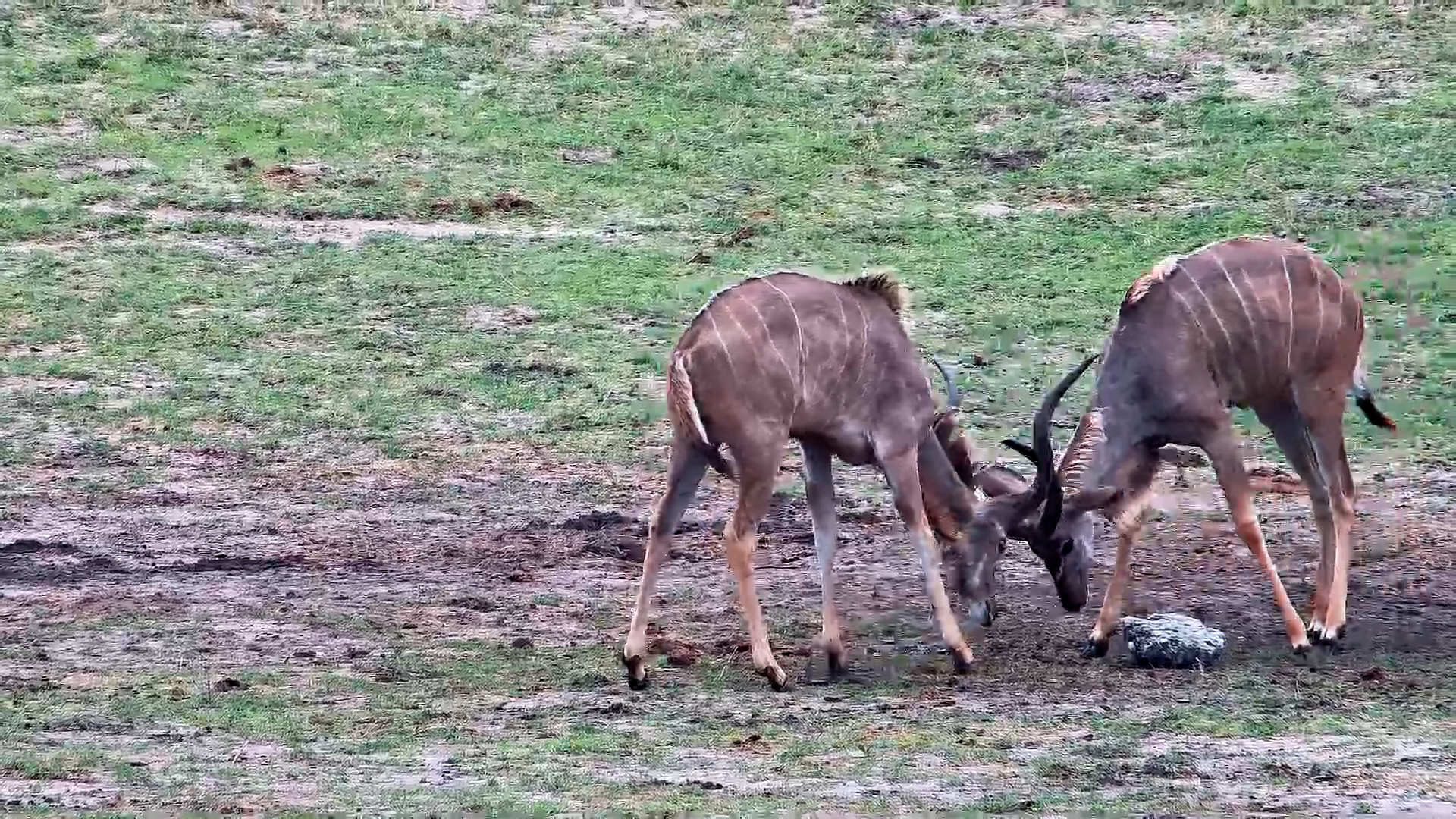 Kudu Refuses to Share the Salt Lick