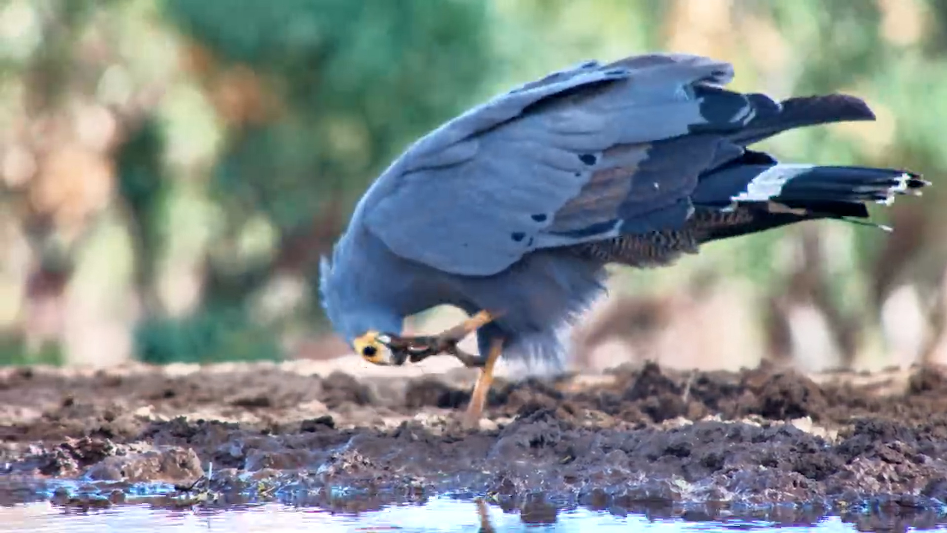 Talons in Action | Harrier-Hawk Digs and Cleans