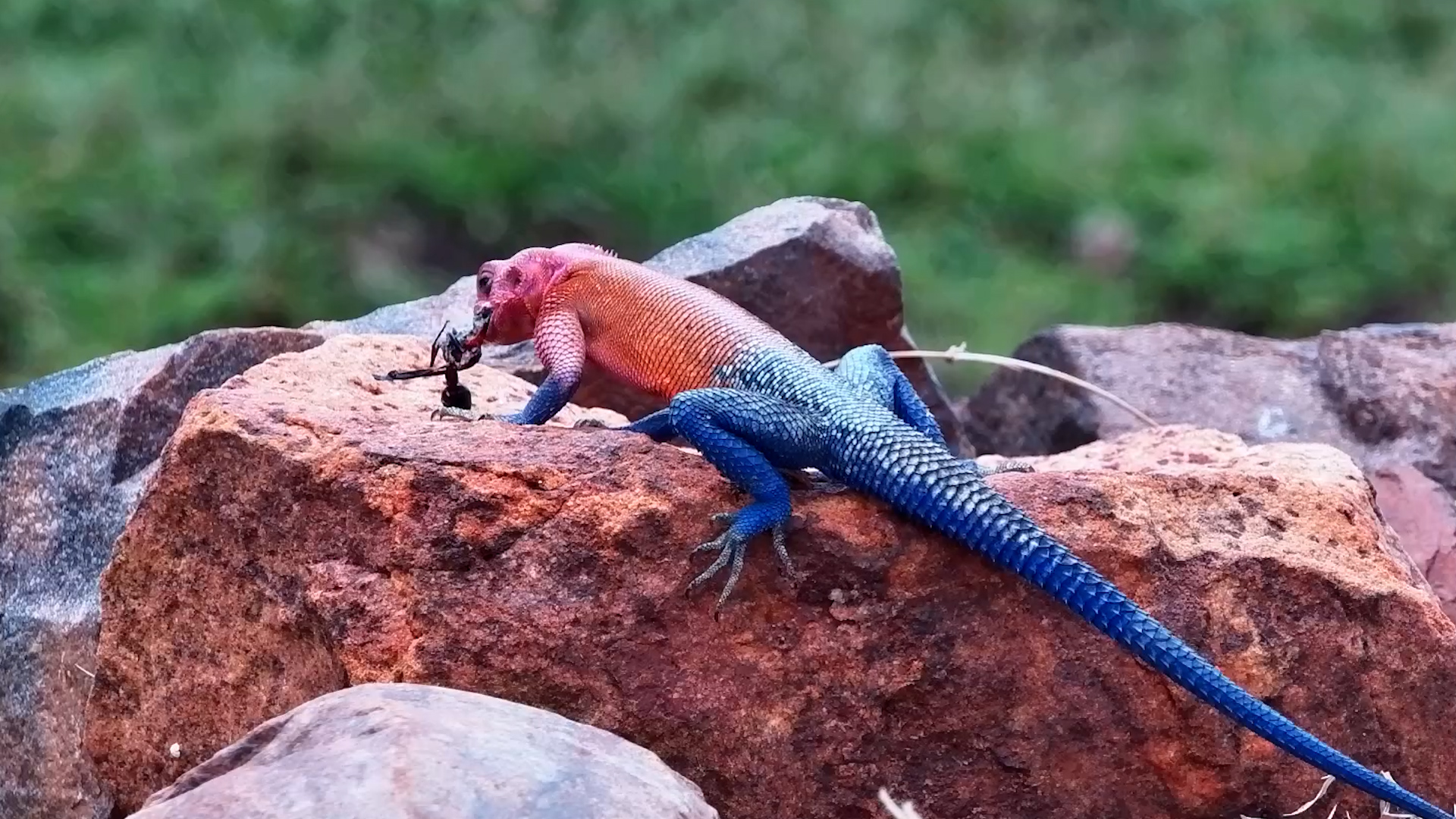 Agama Snaps Up a Wasp!