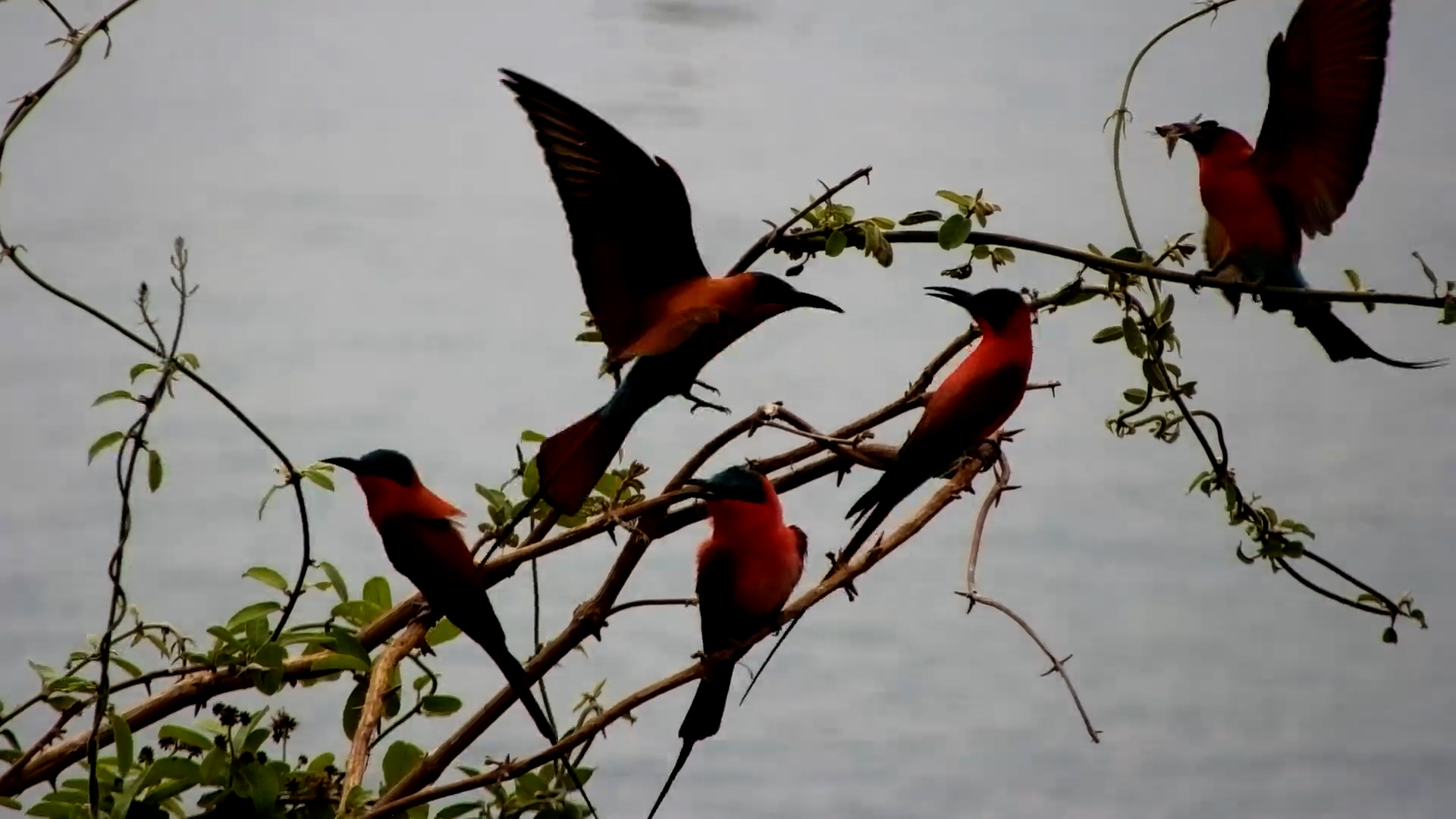 Southern Carmine Bee-Eaters in Action
