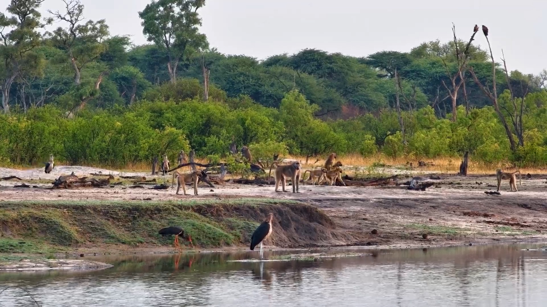 Feathered Visitors at The Hide