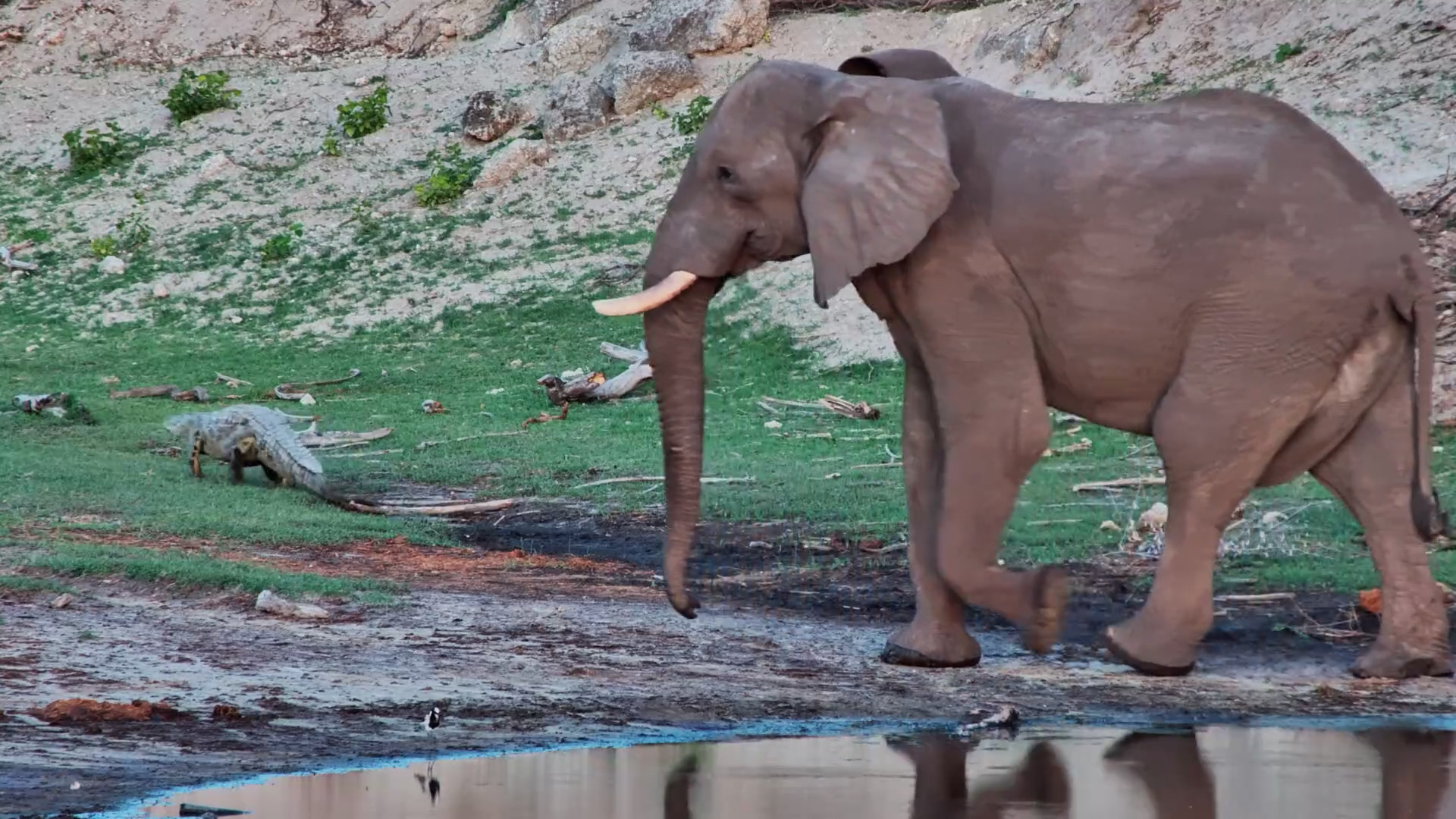 Croc Gives Way to Elephant