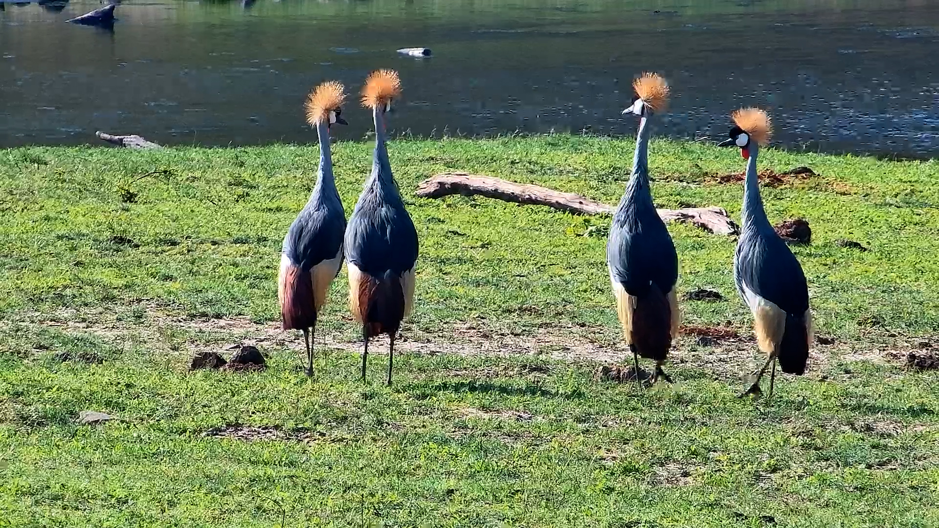 Crowned Cranes Foraging at Hwange Safari Lodge