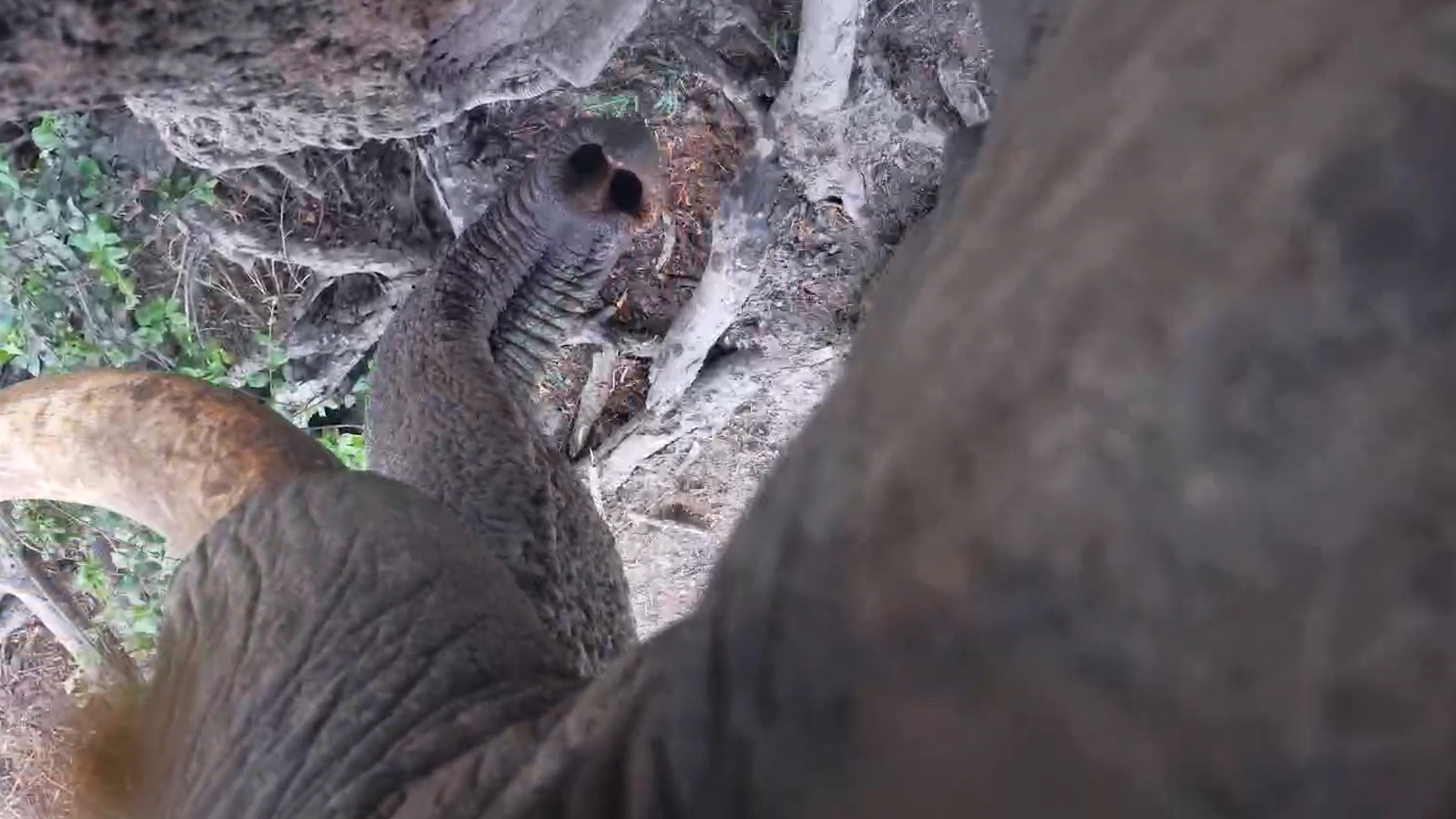Who’s That Watching? | Elephant Investigates the Camera