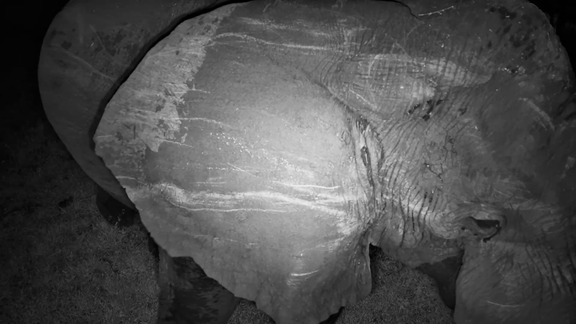 Elephant Feeding by the Camera