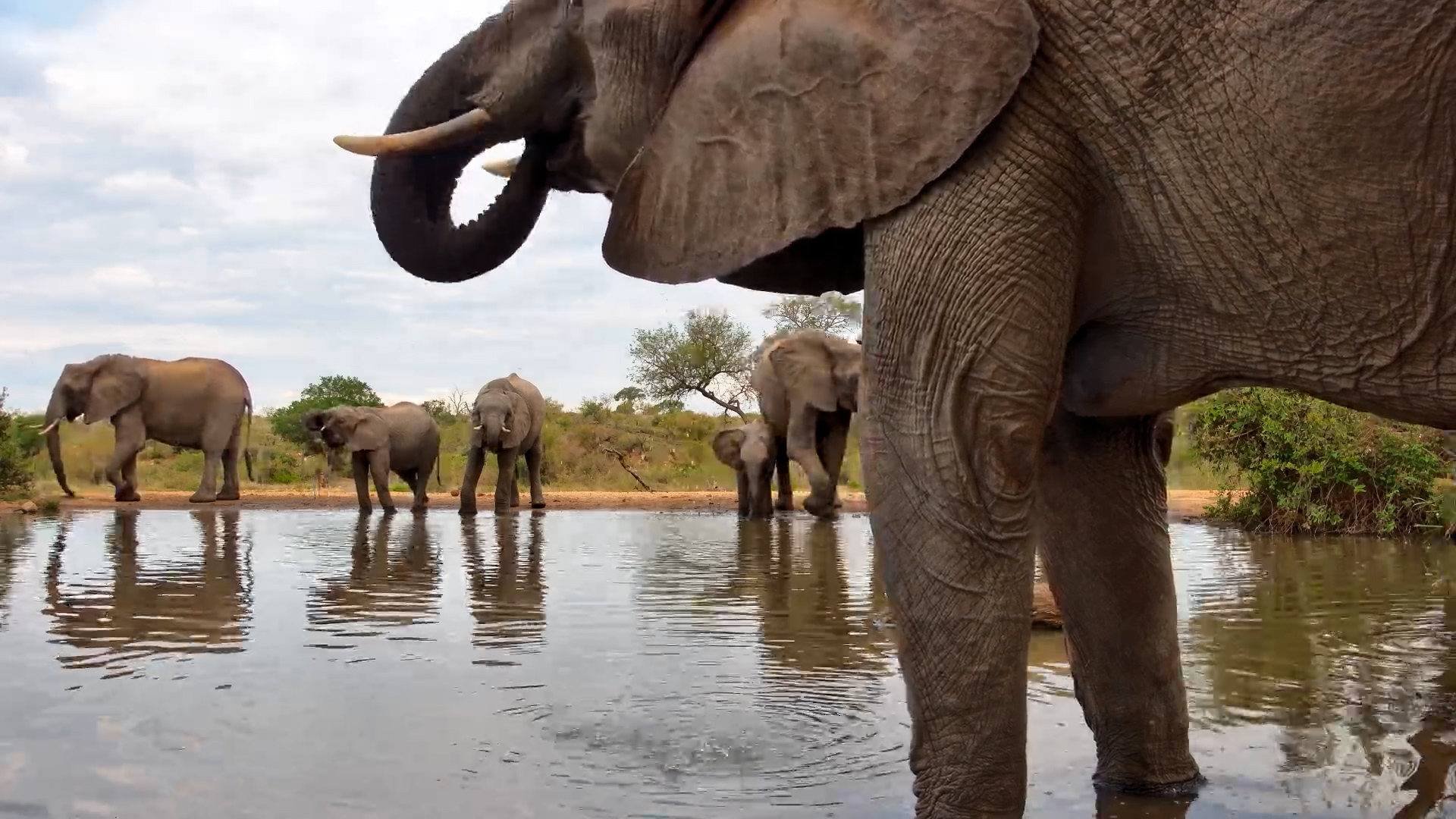 Elephants Enjoying a Calm Drink
