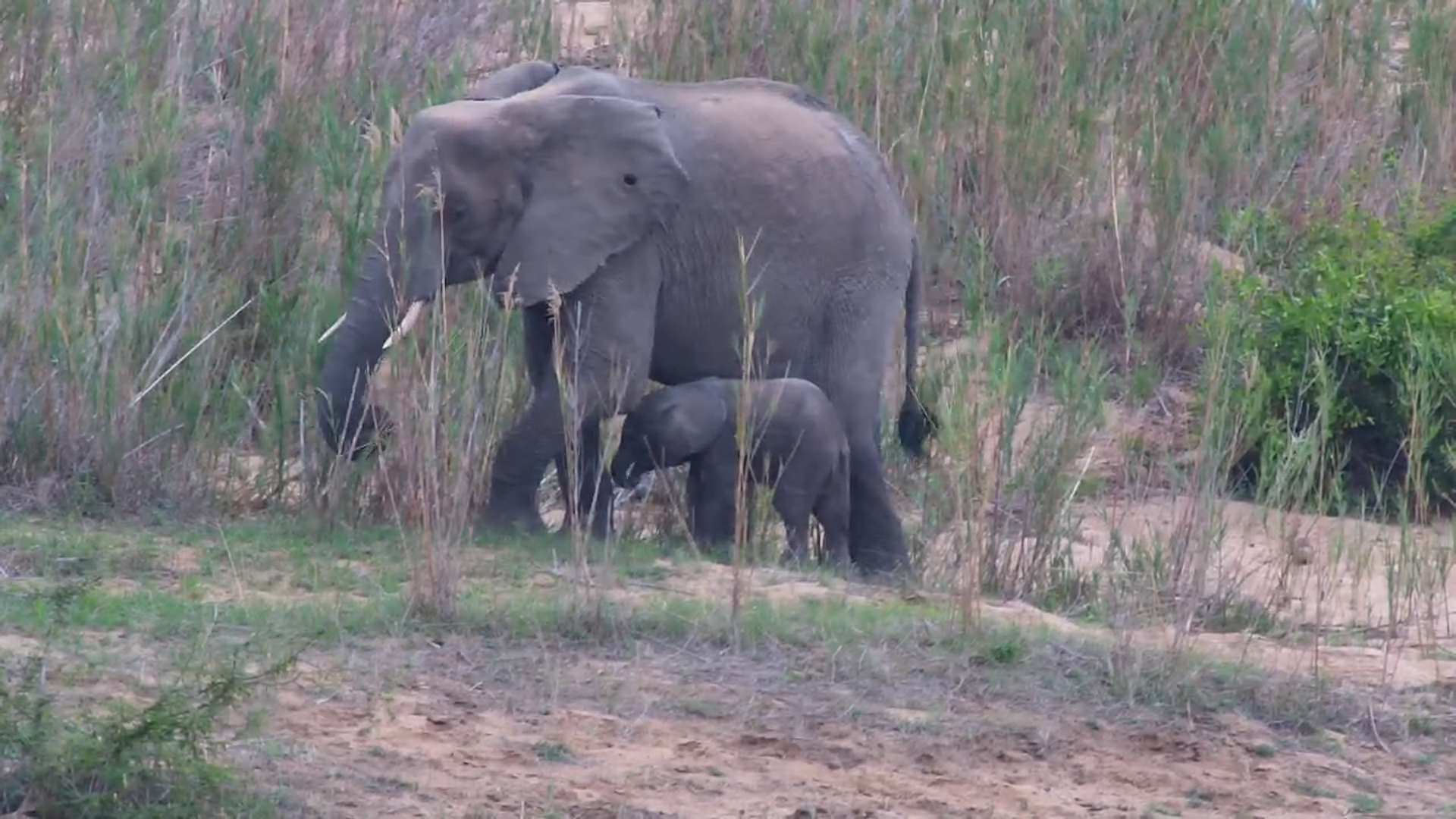 Elephant Mother & Calf at Kruger Shalati
