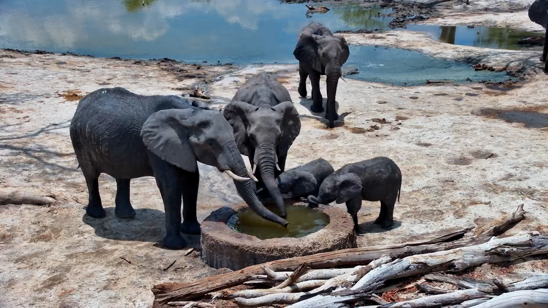 Two Elephant Calves Drink Before the Herd