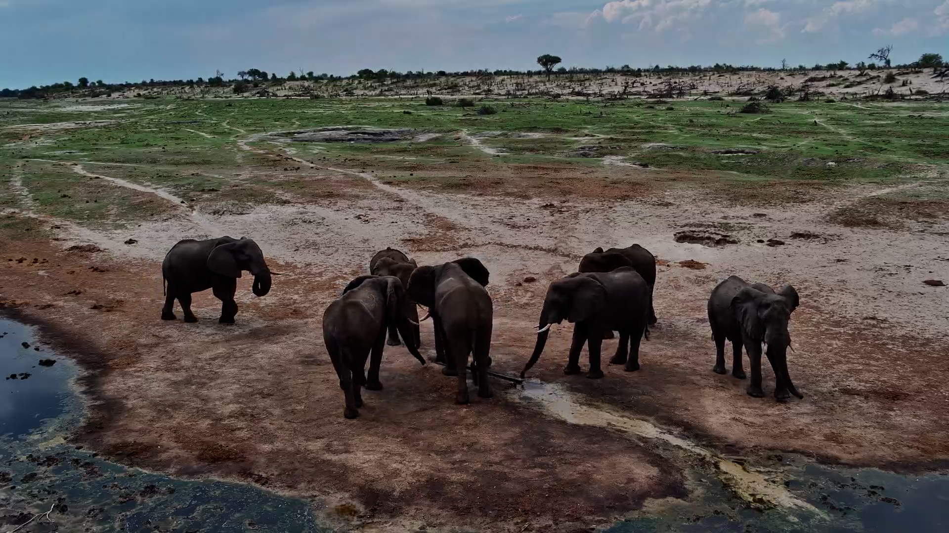 Elephants Make Their Way to Fresh Water