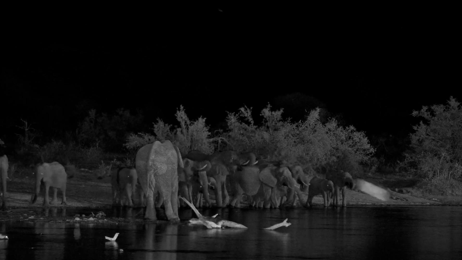 Elephants Enjoy an Evening Waterhole Visit