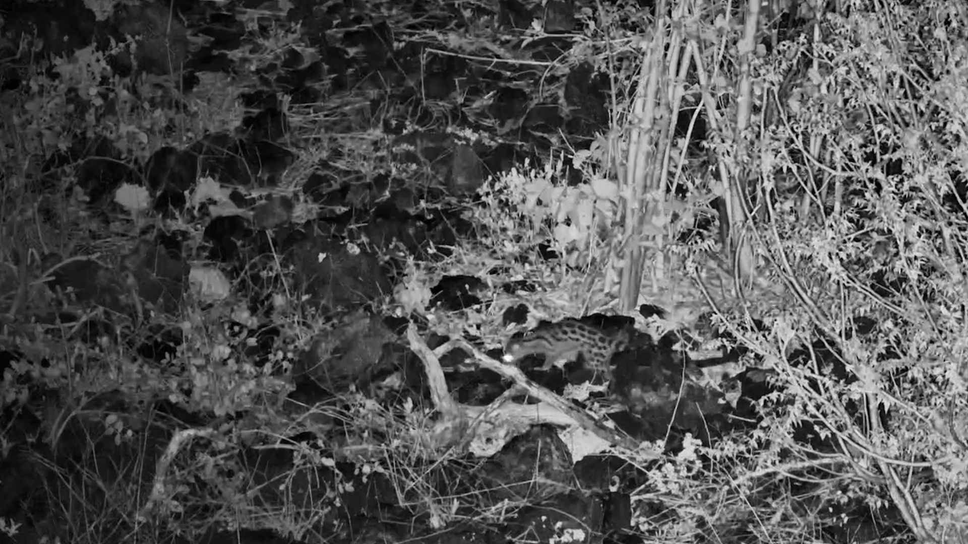 Large-Spotted Genet Moves Through Finch Hattons