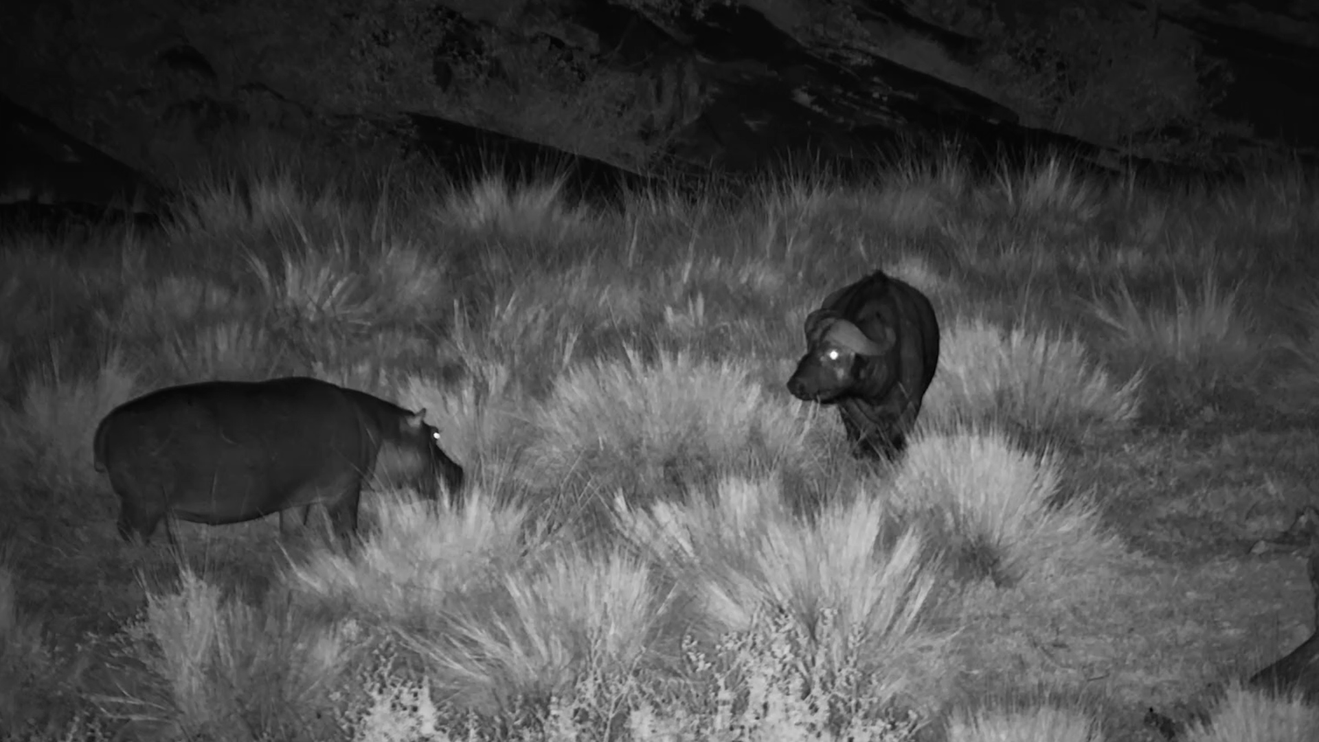When a Hippo Meets a Buffalo… in the Dark!