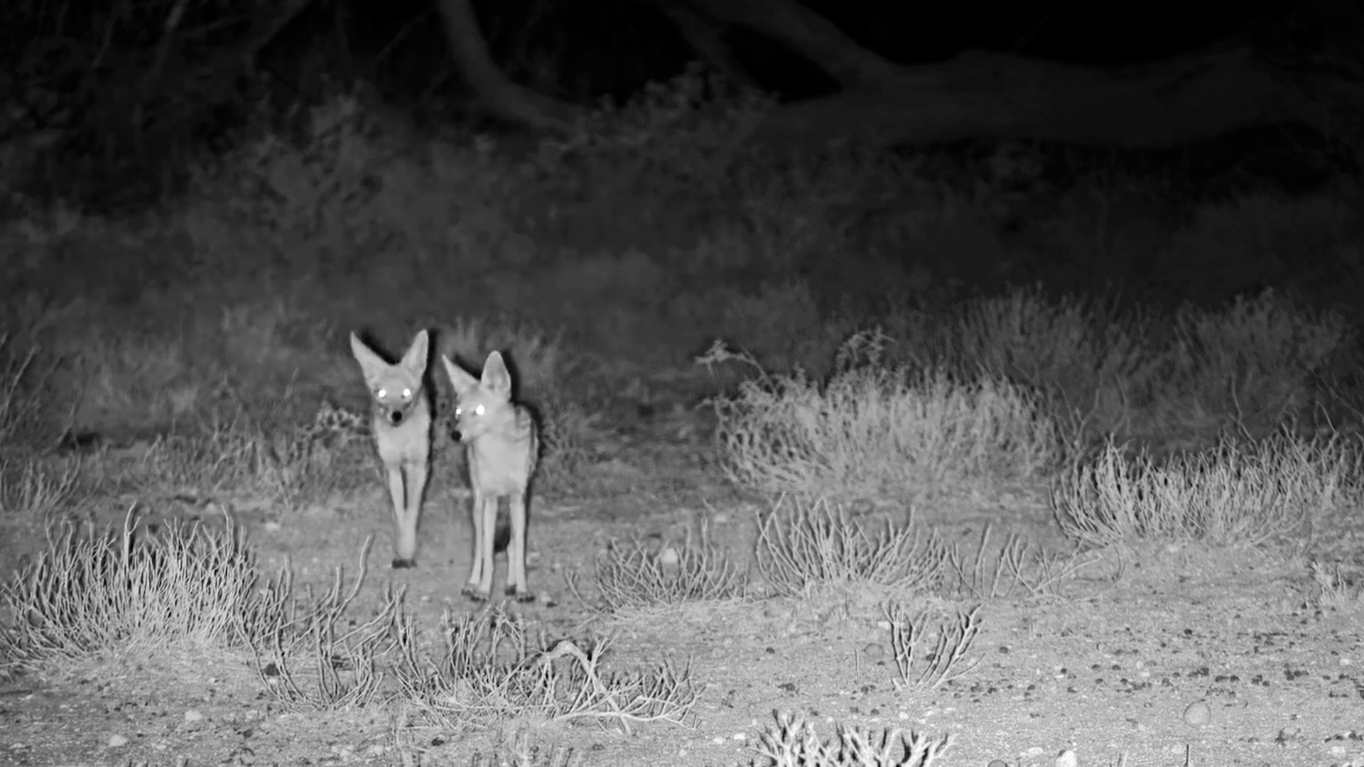 Black-Backed Jackals Explore Onguma Waterhole