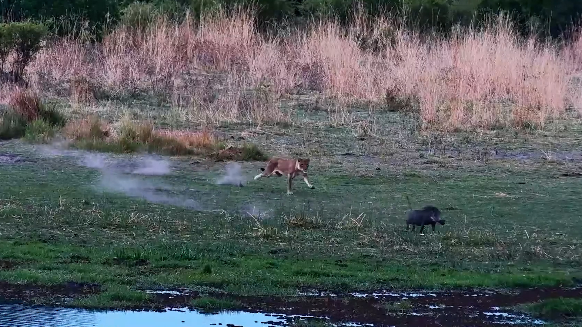 Lioness vs Warthog