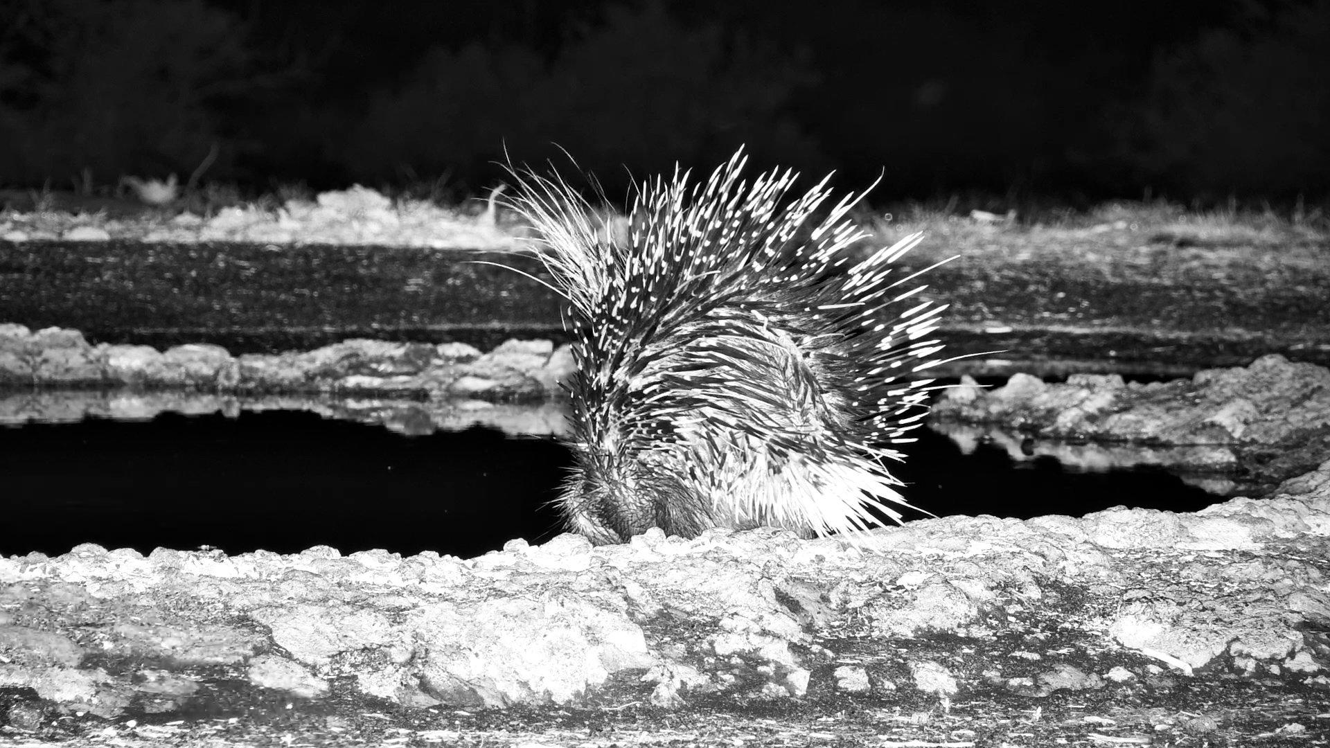 Porcupine Shows Off Its Stunning Quills