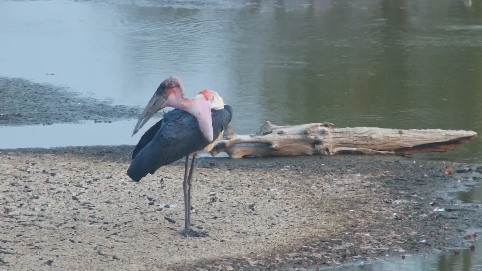 Marabou Stork Preening in Timelapse