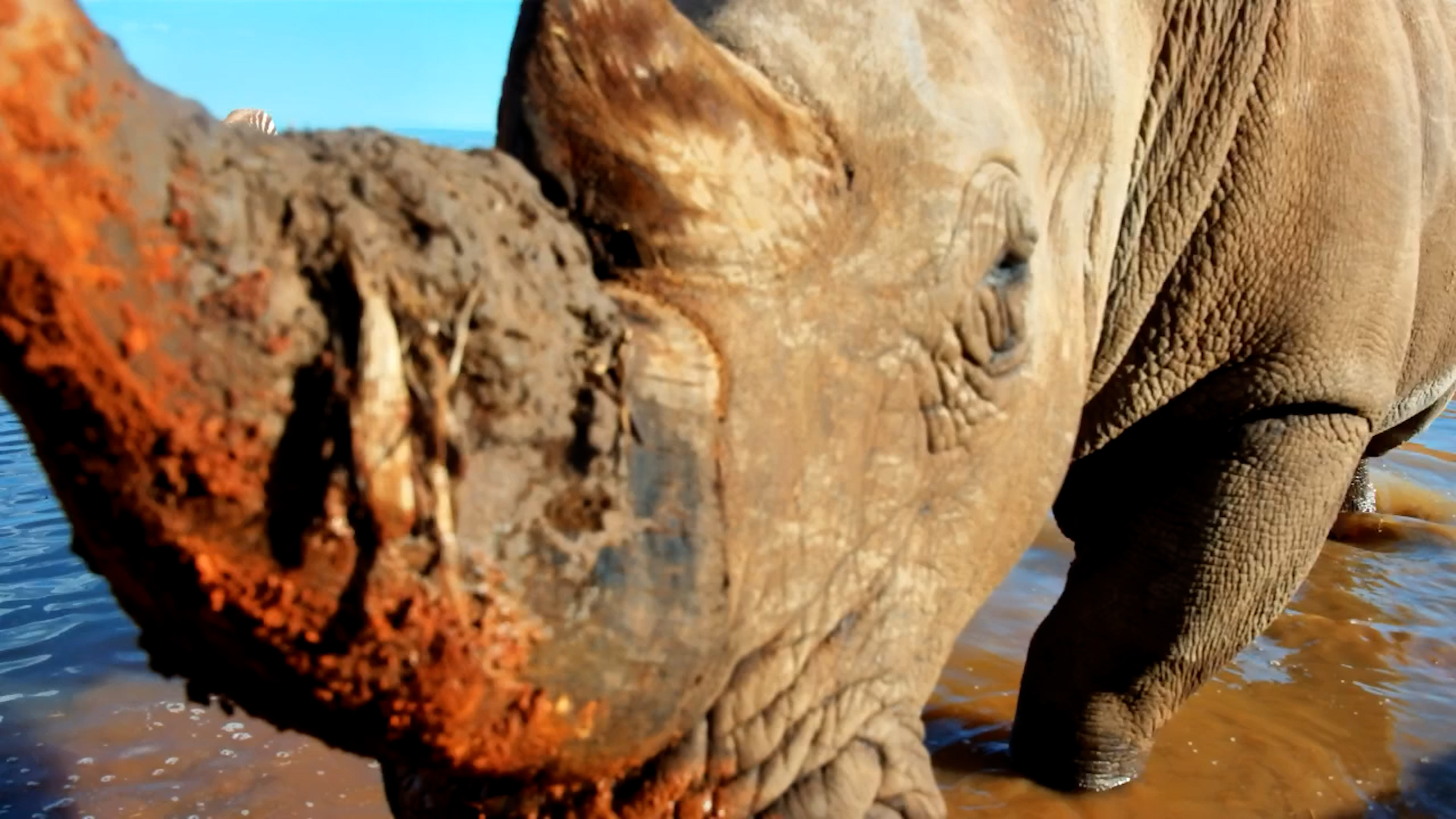Rhino Rubs Horn and Notices the Camera