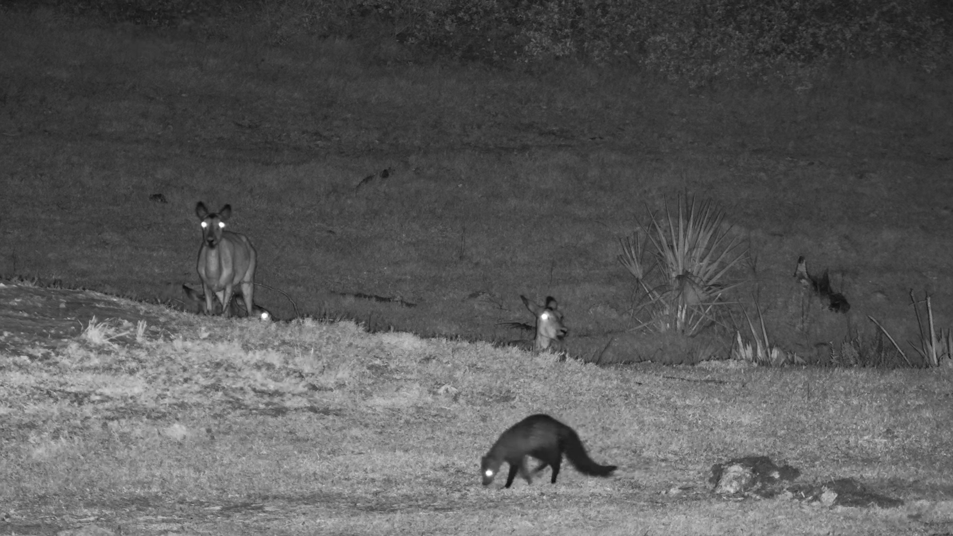 Into the Darkness | Mongoose Hunts After Dark