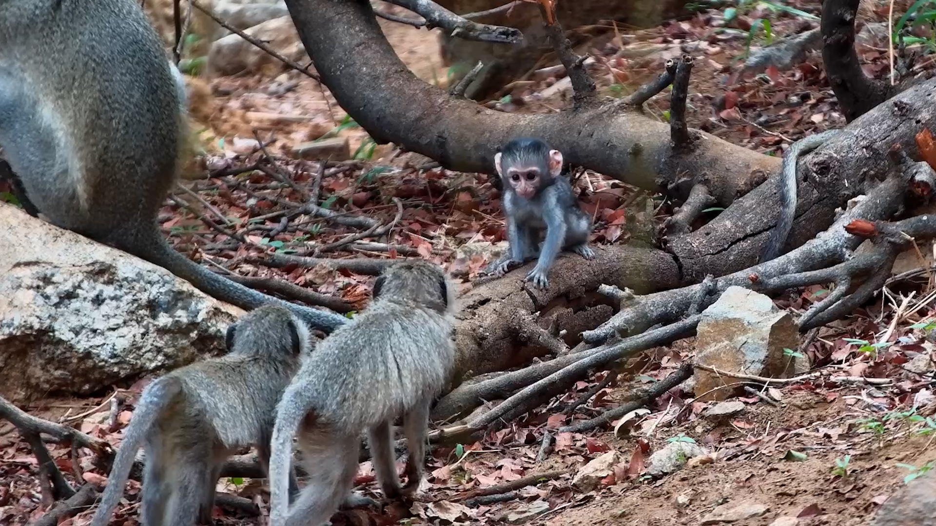 Baby Vervets Explore the Olifants River Pathway