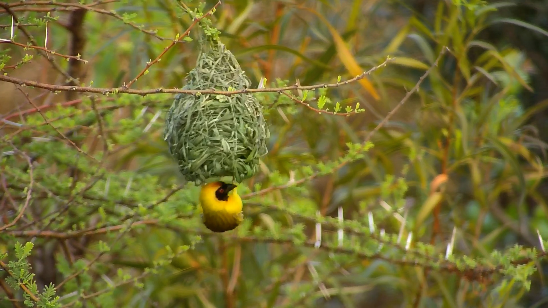 Male Weaver Hard at Work